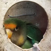 طوطی برزیلی نر زیبا و خوش رنگ|پرنده|تهران, ایران|دیوار