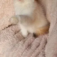 گربه بریتیش ns12فولدلانگ هیر|گربه|تهران, سعادتآباد|دیوار