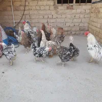 مجموعه زیباگلین|حیوانات مزرعه|مشهد, کوه سنگی|دیوار