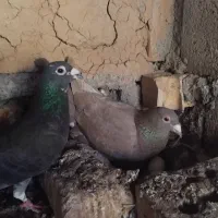 کفتر|پرنده|گناباد, |دیوار