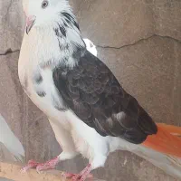 کبوتر پرشی تهرانی