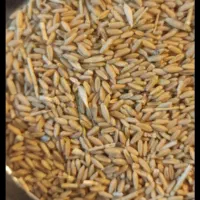 خریدار گندم و جو