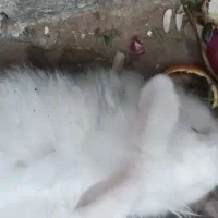 خرگوش نرلوپ جرسی بزرگ