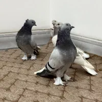 درود دو جفت دم سفید