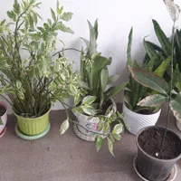 گل های گوناگون باغچه و اتاق مناسبترین قیمت|گل و گیاه طبیعی|رشت, حافظ آباد|دیوار