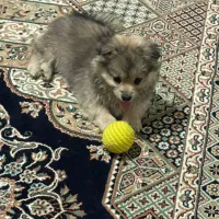 واگذاری سگ پامر