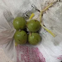 گردو