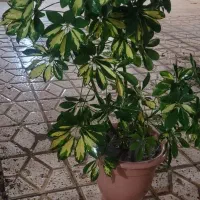 گل آپارتمانی|گل و گیاه طبیعی|بجنورد, |دیوار