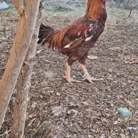 مرغ و خروس لاری