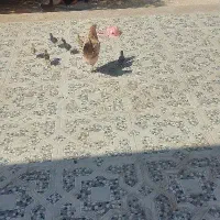 مرغ با ۶ تا جوجه