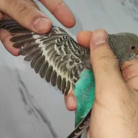 جوجه مرغ عشق رنگ خاص نر و ماده جفتی ۳۵۰|پرنده|اسلام‌شهر, شهرک مصطفی خمینی|دیوار