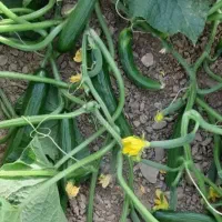 فروش بذر خیار اصلاح شده هیبرید|خدمات باغبانی و درختکاری|مریوان, |دیوار