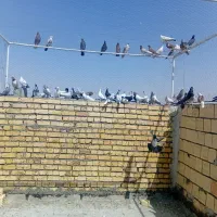 کبوتر|پرنده|آران و بیدگل, |دیوار