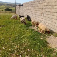 میش وابره وبره بز