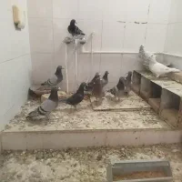 11تا نر و ماده پلاکی همه دم تخم