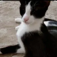 گربه فلج ، امداد فوری چهارباغ (دروازه دولت)