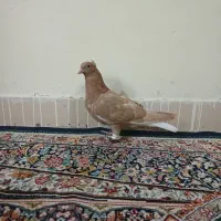 کبوتر