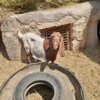 بزپاکستانی باگیسه پاکستانی