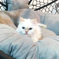 گربه پرشین ماده ۳ ساله