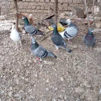 کبوتر مسافتی|پرنده|خان ببین, |دیوار