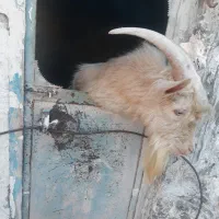 تکه سانن|حیوانات مزرعه|درمیان, |دیوار