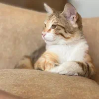 واگذاری بچه گربه ماده خانگی