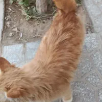 گربه پیدا شده