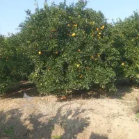 باغچه دو‌بر کوچه ۵۵۰ متری لطیف آباد