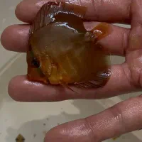 آبزی پرور آمازون دیسکس تترا چانا آروانا وغیره|ماهی|اصفهان, شمس آباد|دیوار