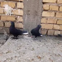 کفتر بهبونی هوایی|پرنده|بیضا, |دیوار