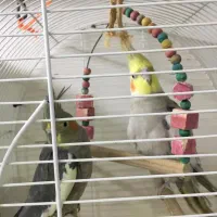 عروس هلندی|پرنده|پیرانشهر, |دیوار