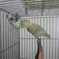 کوتوله طوطی برزیلی مولد روی تخم پاربلو پاید اوپال|پرنده|قائم‌شهر, |دیوار