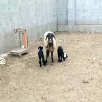 یک راس میش زاییده جوان با دوبره