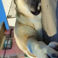 سگ آلابای .قفقازی