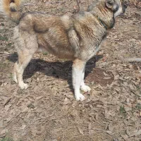 فروش پژدر ۳ ساله