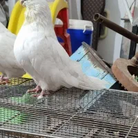 سفید نر نوک جمع چشم سفید سروکله دار