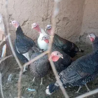 بوقلمون|حیوانات مزرعه|سلامی, |دیوار