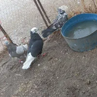 کبوتر|پرنده|ملکان, |دیوار