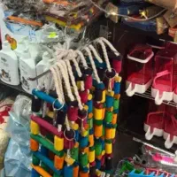 انواع پرنده و وسایل پرنده|پرنده|صومعه‌سرا, |دیوار