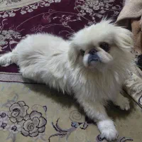 پیکینز|سگ|پاکدشت, پاکدشت (مامازند)|دیوار