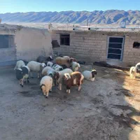 شش راس بره  پرواری وچاق  ویک راس بزغاله نر|حیوانات مزرعه|ایوان, |دیوار