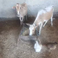 ۲راس گاو قصابی وداشت