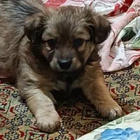 توله سگ واگذاری