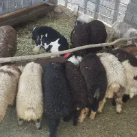 بره گوسفند چاق زنده و کشتار جهت صدرا