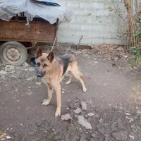 یه سگ ژرمن نر باهوش و حرف گوش کن|سگ|لاهیجان, بازکیاگوراب|دیوار