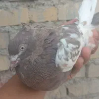 کبوتر|پرنده|سوسنگرد, |دیوار