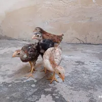 جوجه لاری۵۰روزه|حیوانات مزرعه|ساری, |دیوار