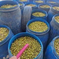 پخش زیتون رودبار و طارم