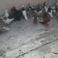 بهبونی شهری