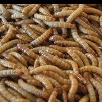 سلام، میلورم زنده ومیلورم خشک|لوازم جانبی حیوانات|میانه, |دیوار